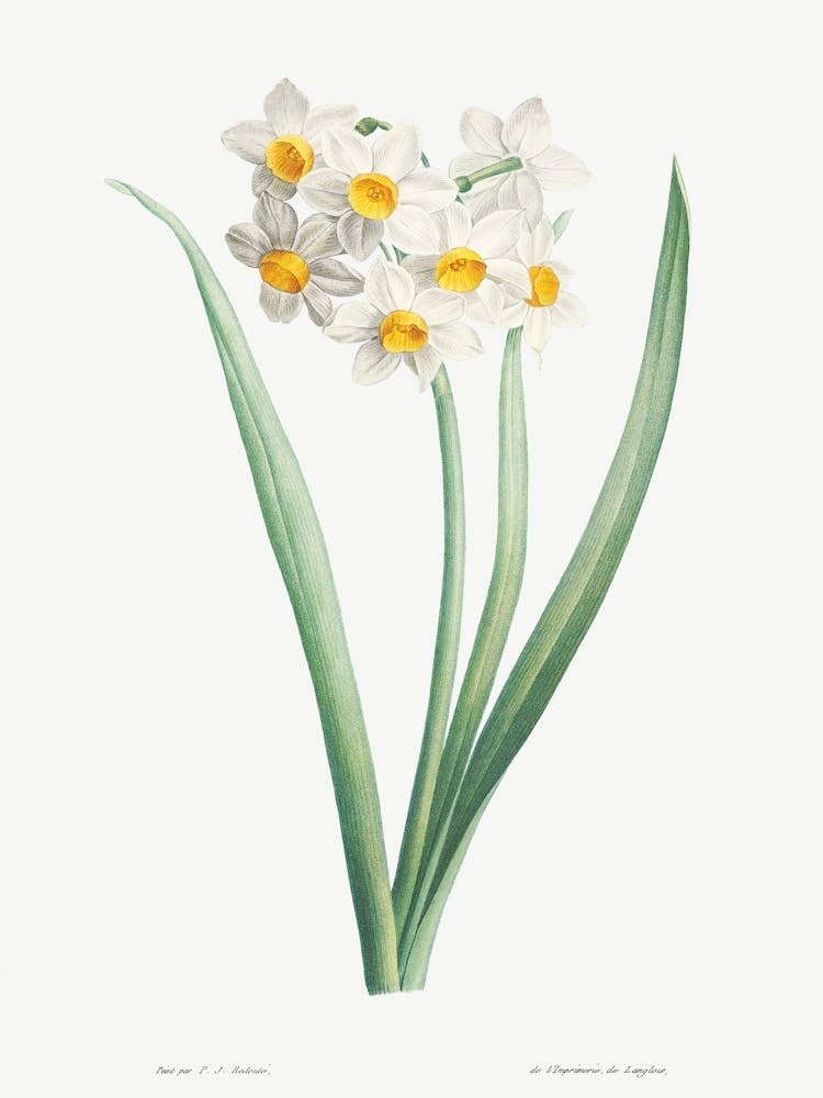 Vintage Narcissus