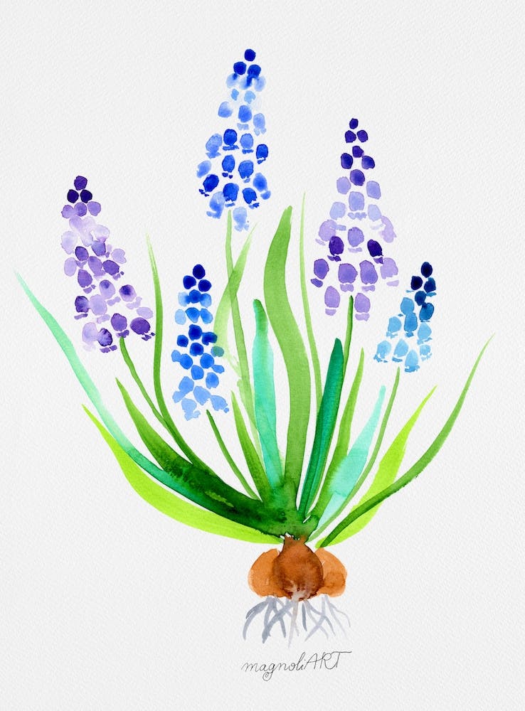 Muscari watercolor artwork