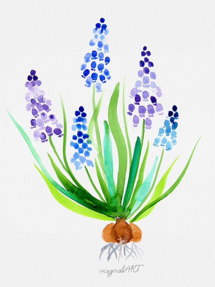 Muscari watercolor artwork