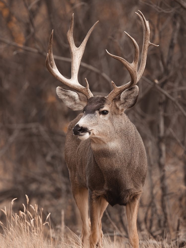 Trophy Deer Buck