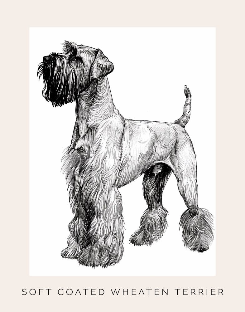 Soft Coated Wheaten Terrier Esquisse au Trait 2 Affiche