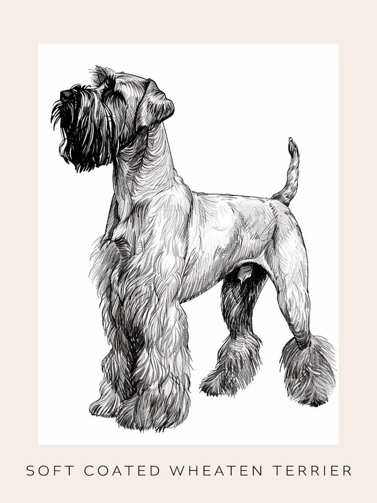 Soft Coated Wheaten Terrier Dog Line Sketch 2 Poster