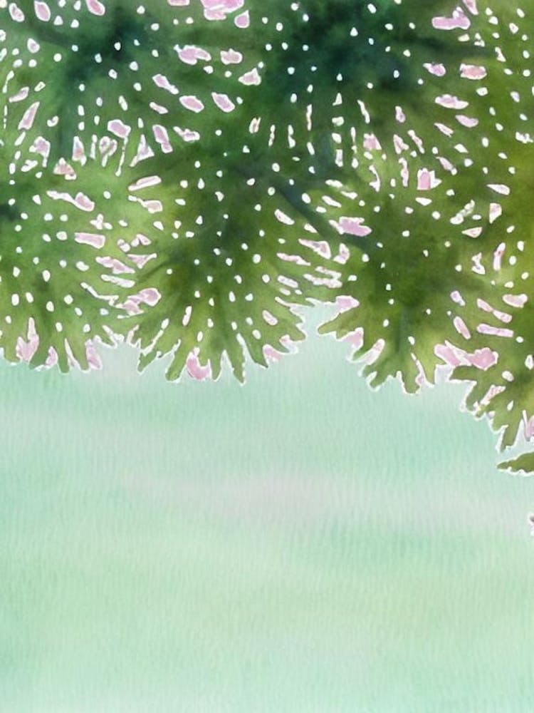 Acropora Verweyi Iii Storybook Watercolour