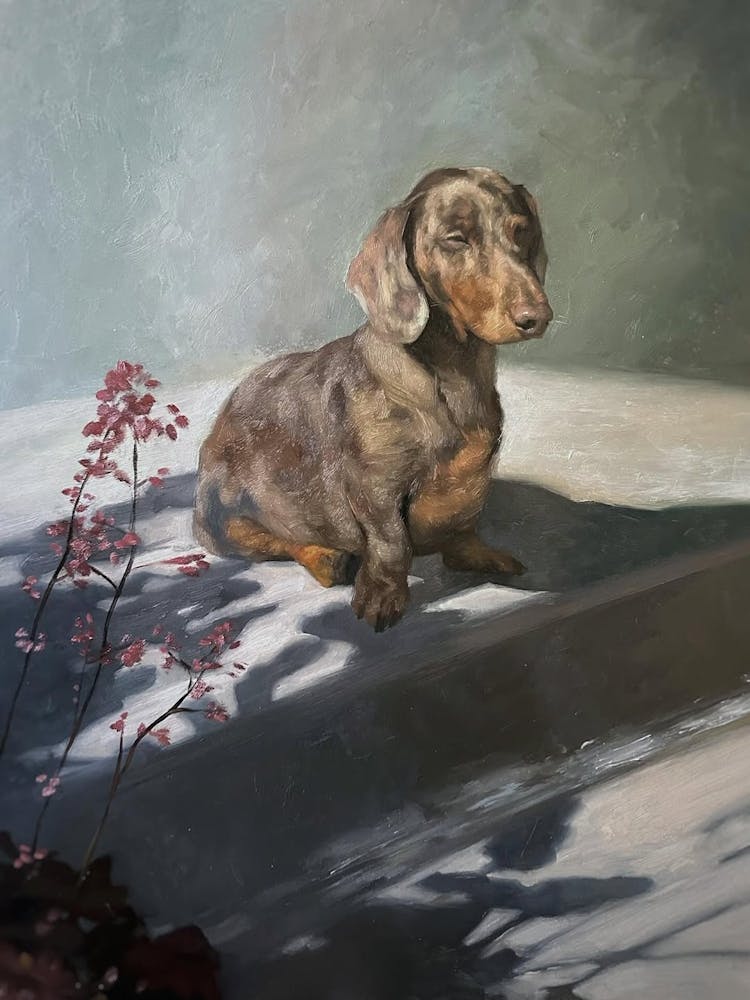 Dachshund
