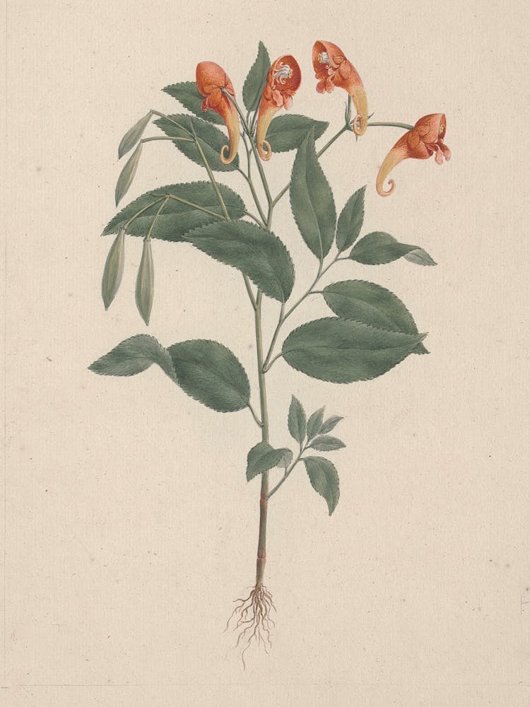 Impatiens Rothii Hook. f. (Balsam), Luigi Balugani