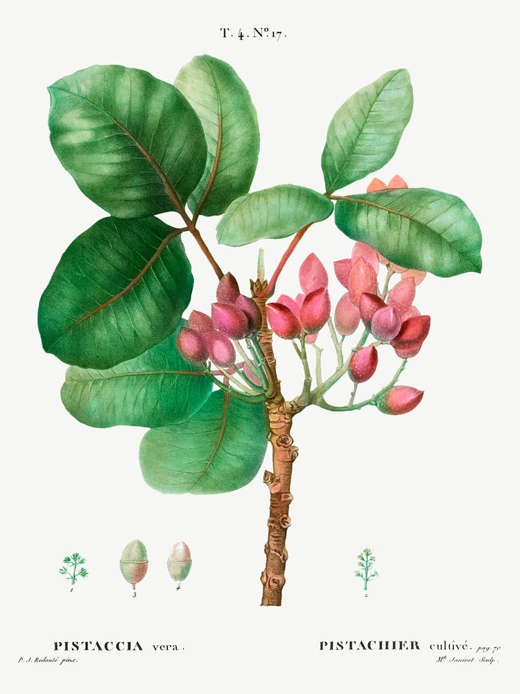 Pistachio, Pierre Joseph Redoute