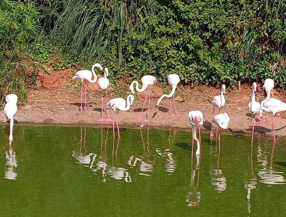 Flamingos