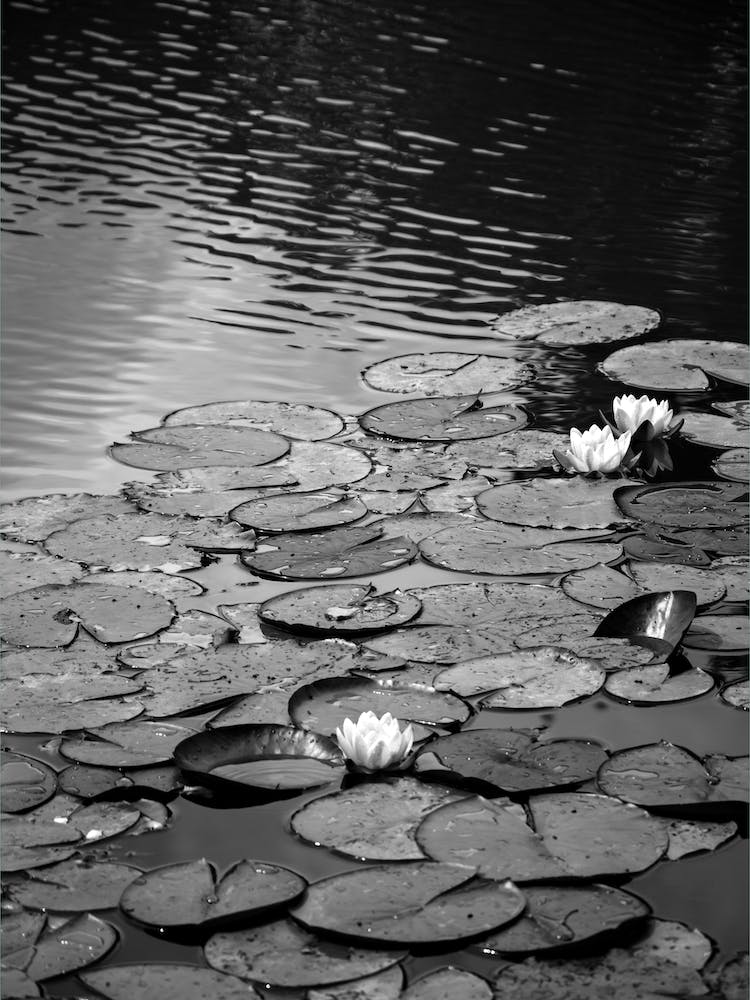 Floating On The Water