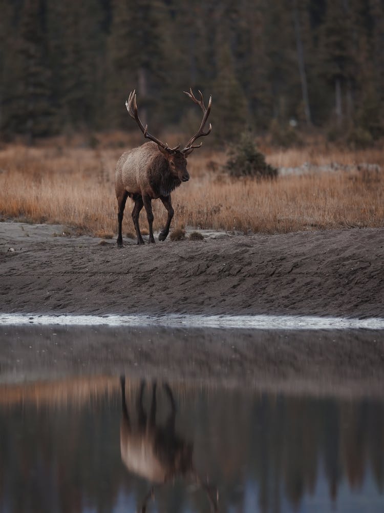 Reflection In River