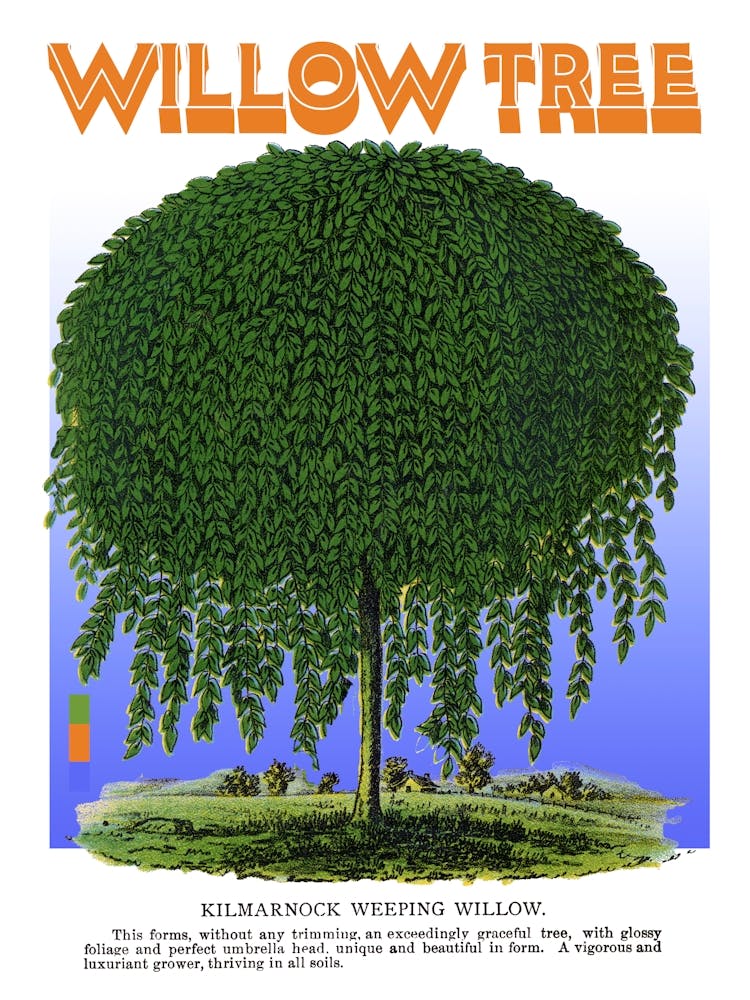 Willow Tree Graphic Wall Art Vintage Unique Eclectic