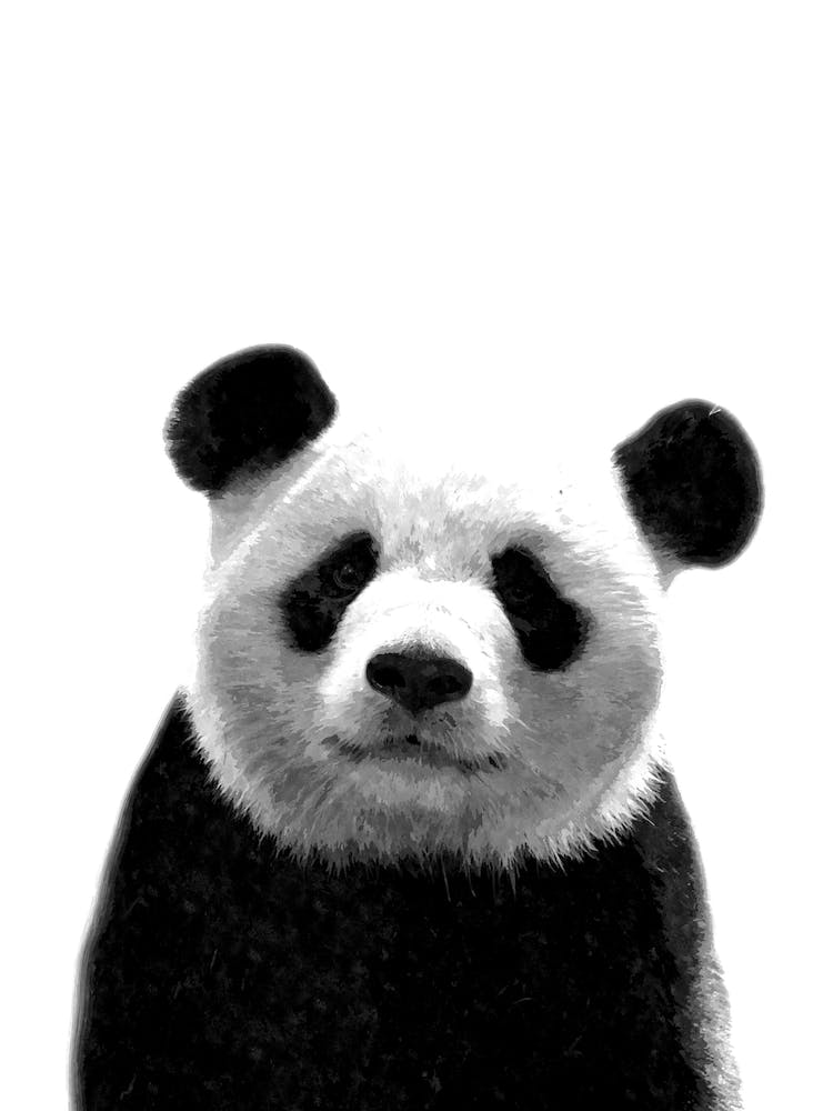 Black and White Panda Bear Watercolor
