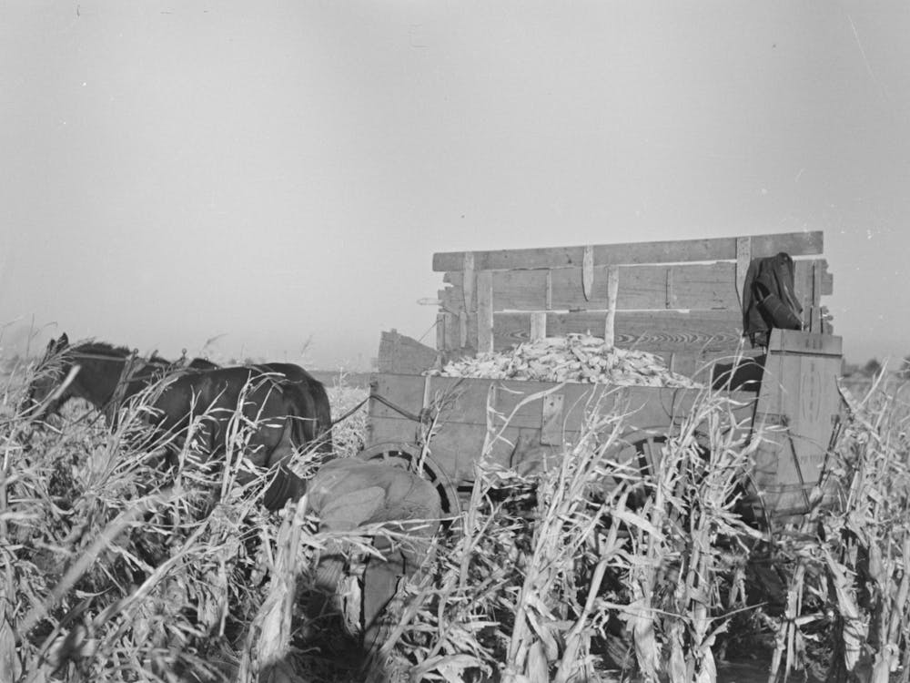 Photo Sans Titre, Éventuellement Liée à un Fermier Cueillant du Maïs Près d'Aledo, Comté de Mercer, Illinois Par Russell Lee