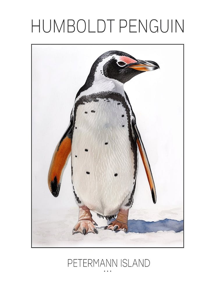 Humboldt Penguin Petermann Island Watercolour Painting 6 Poster