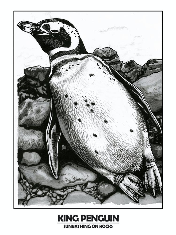Penguin Sunbathing On Rocks Poster 7