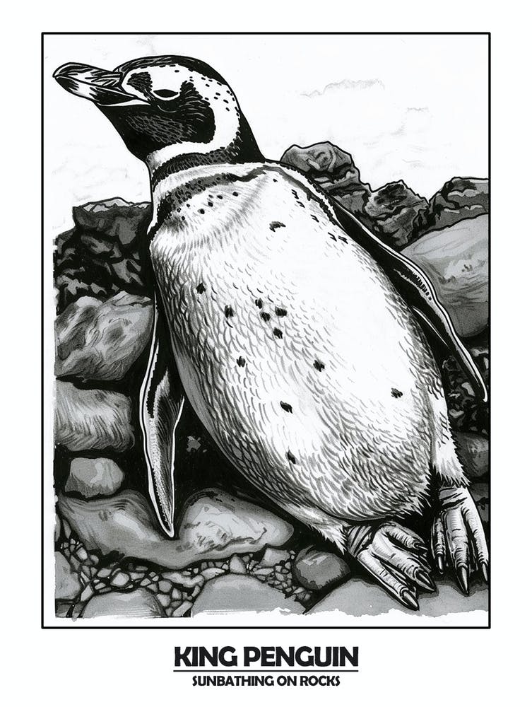Penguin Sunbathing On Rocks Poster 7