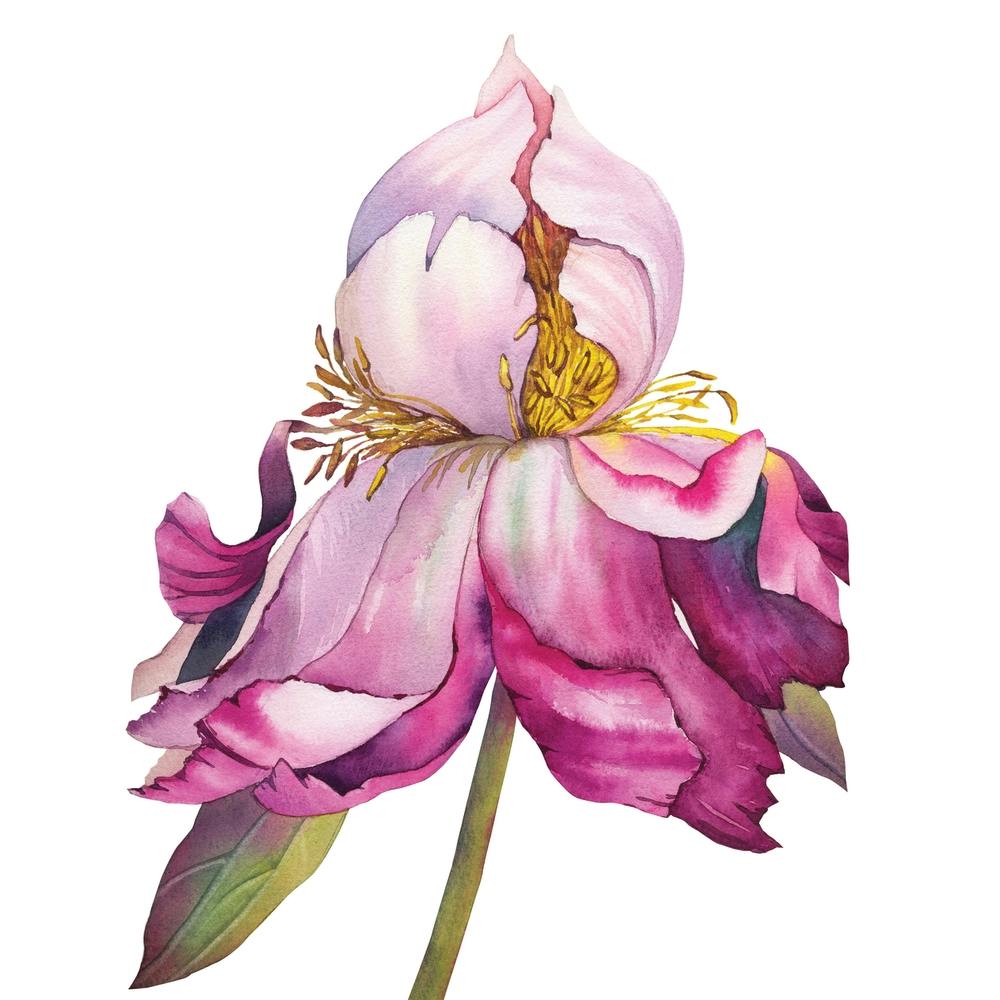 Pink Peony