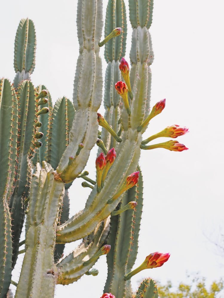 Tall Cactus Flowers