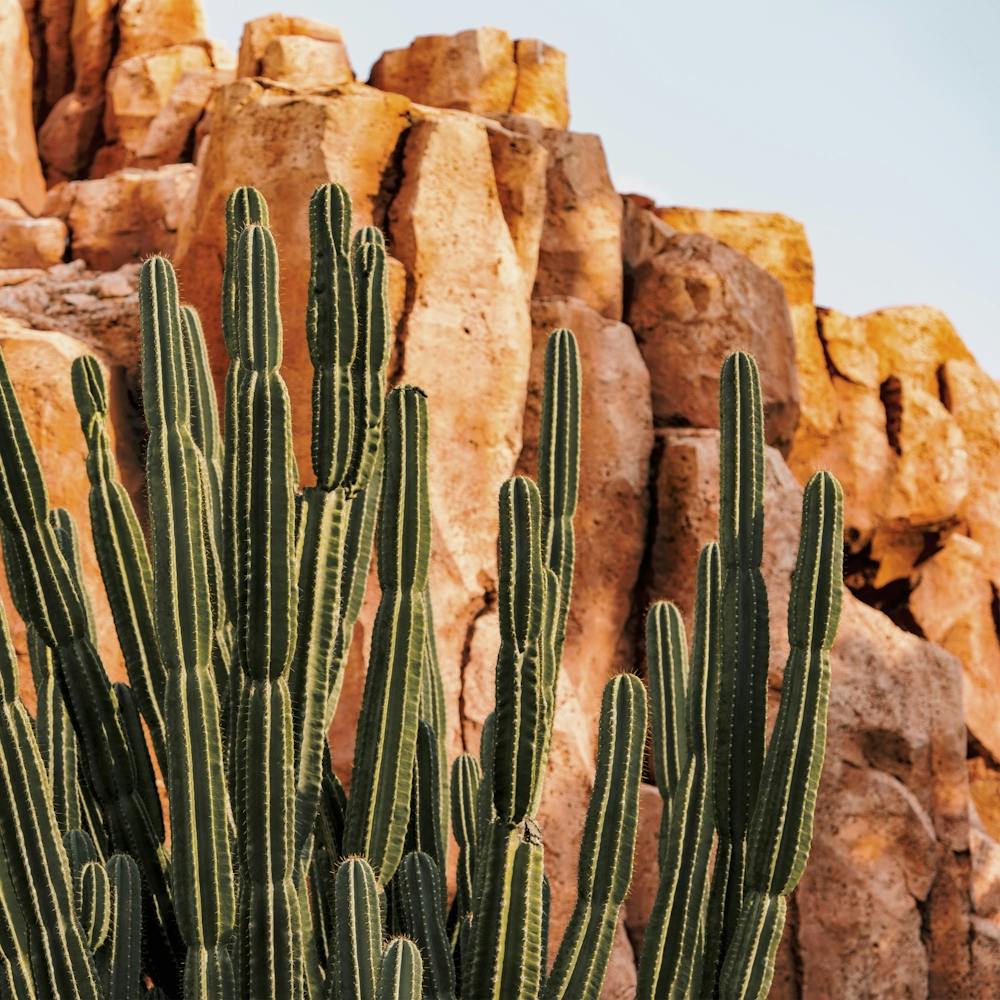 Desert Canyon Cactus
