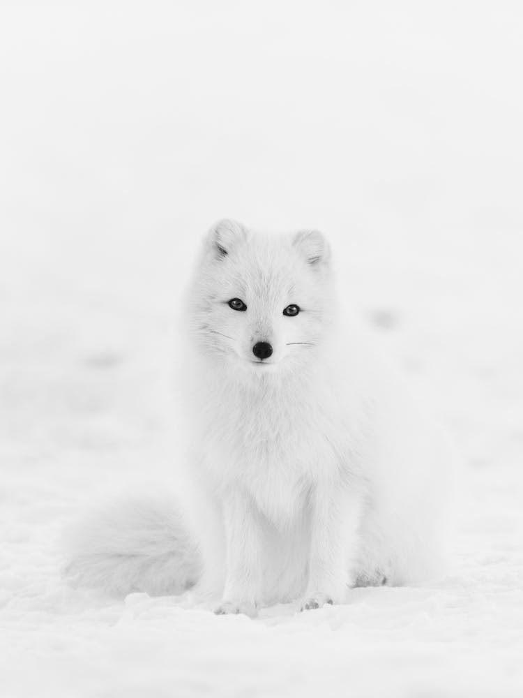 White Arctic Fox