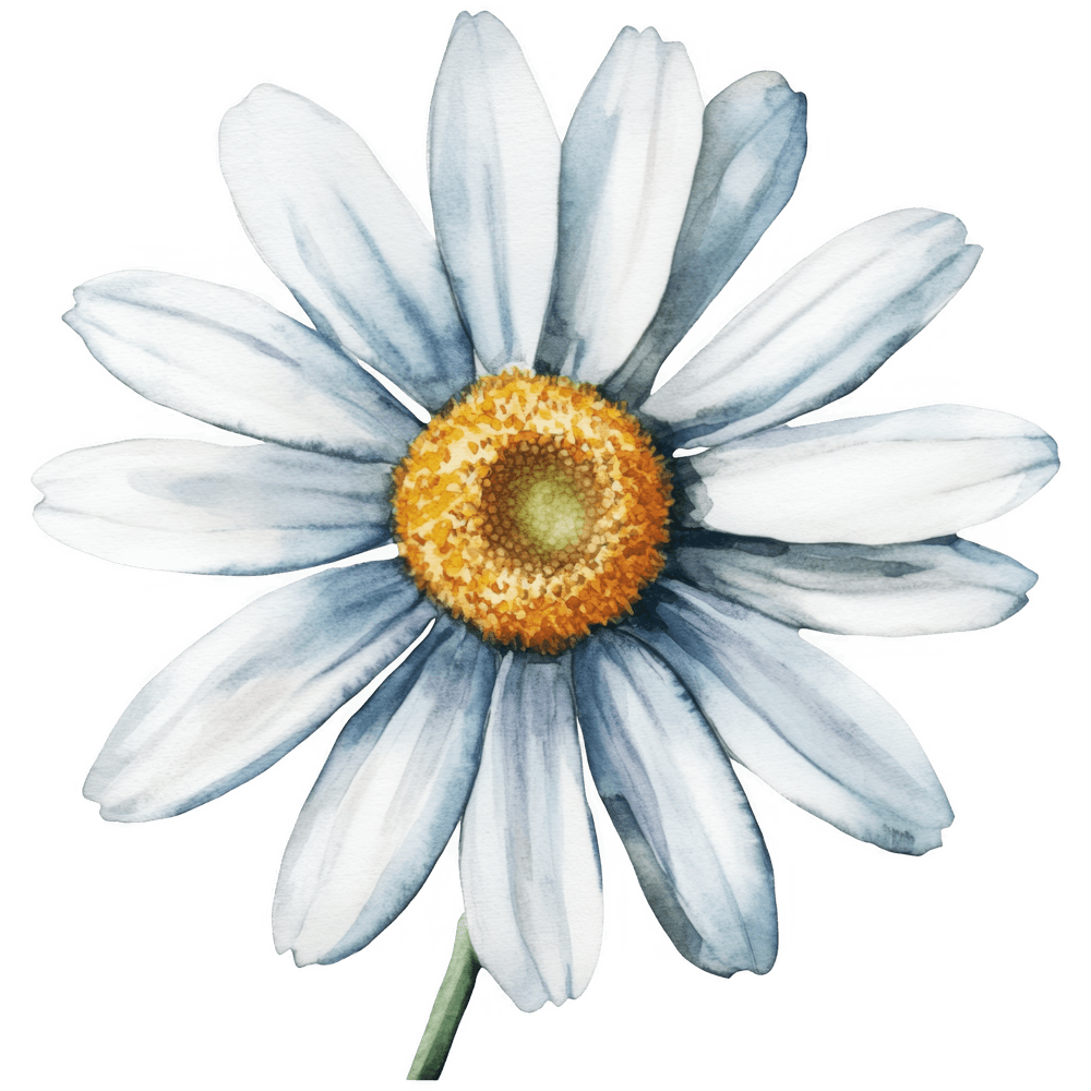 Daisy Flower 6