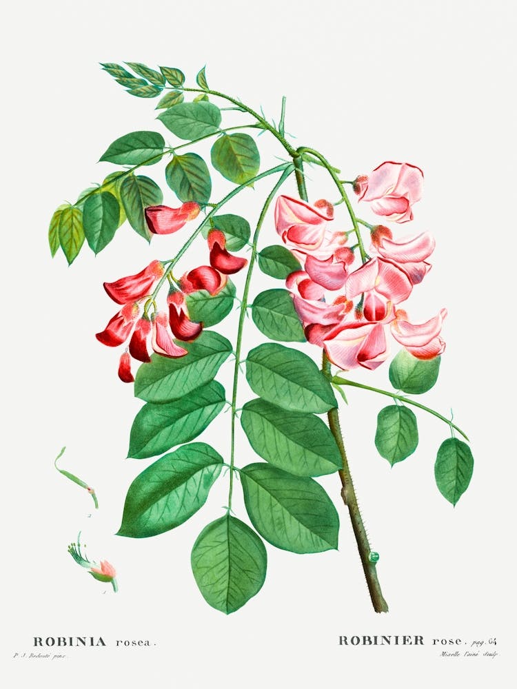 Hibiscus 1