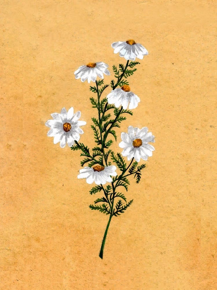 Chamomile Country Wildflowe