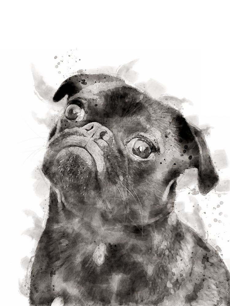 Pug Watercolour Dog