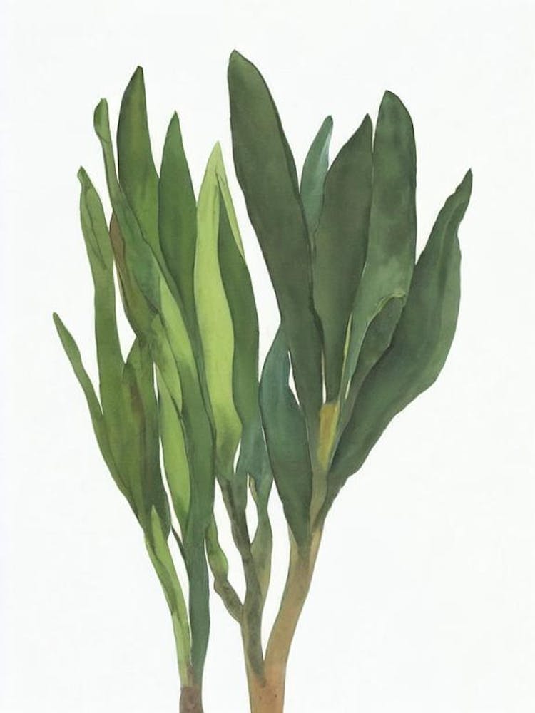 Walking Iris (Neomarica Spp