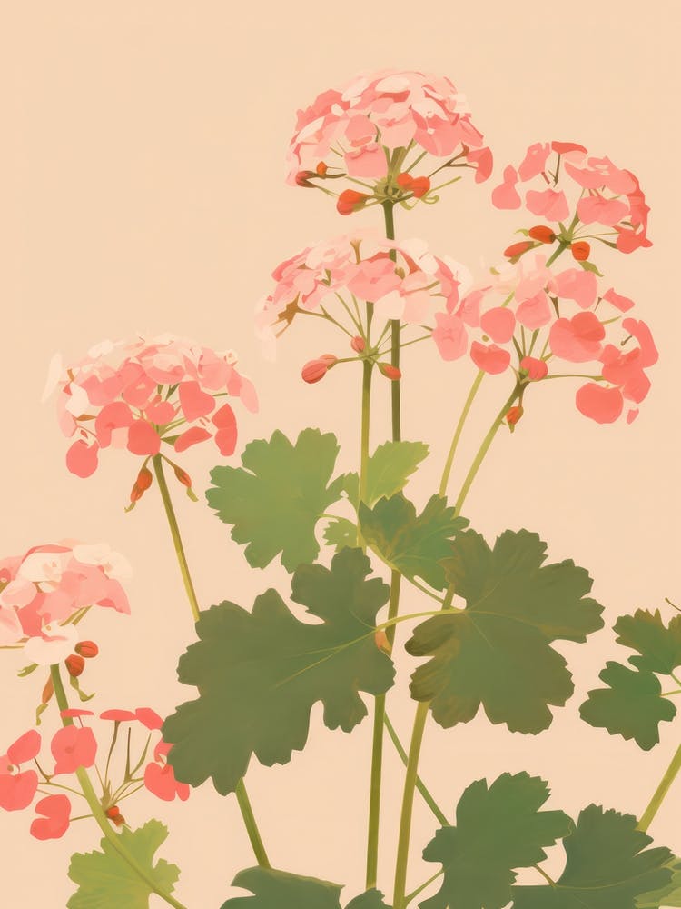 Geraniums Flower Big Bold Illustration 4