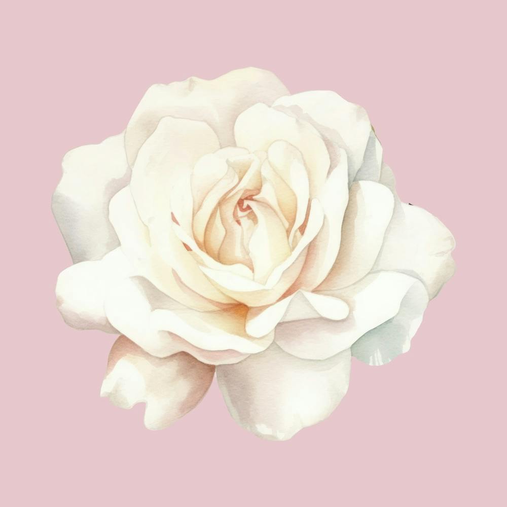 White Rose 5