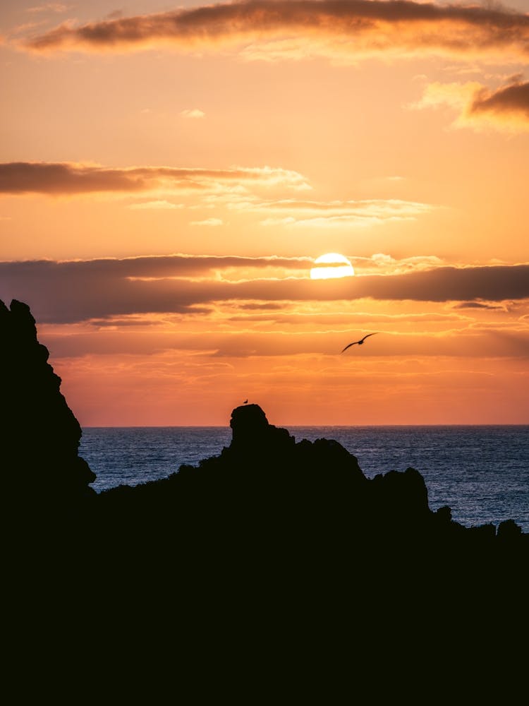 Mouettes au lever du soleil