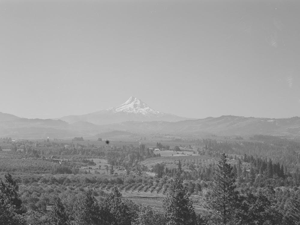 Orchards Of Hood River Valley, Oregon, With Mount Hood In The Background By Russell Lee