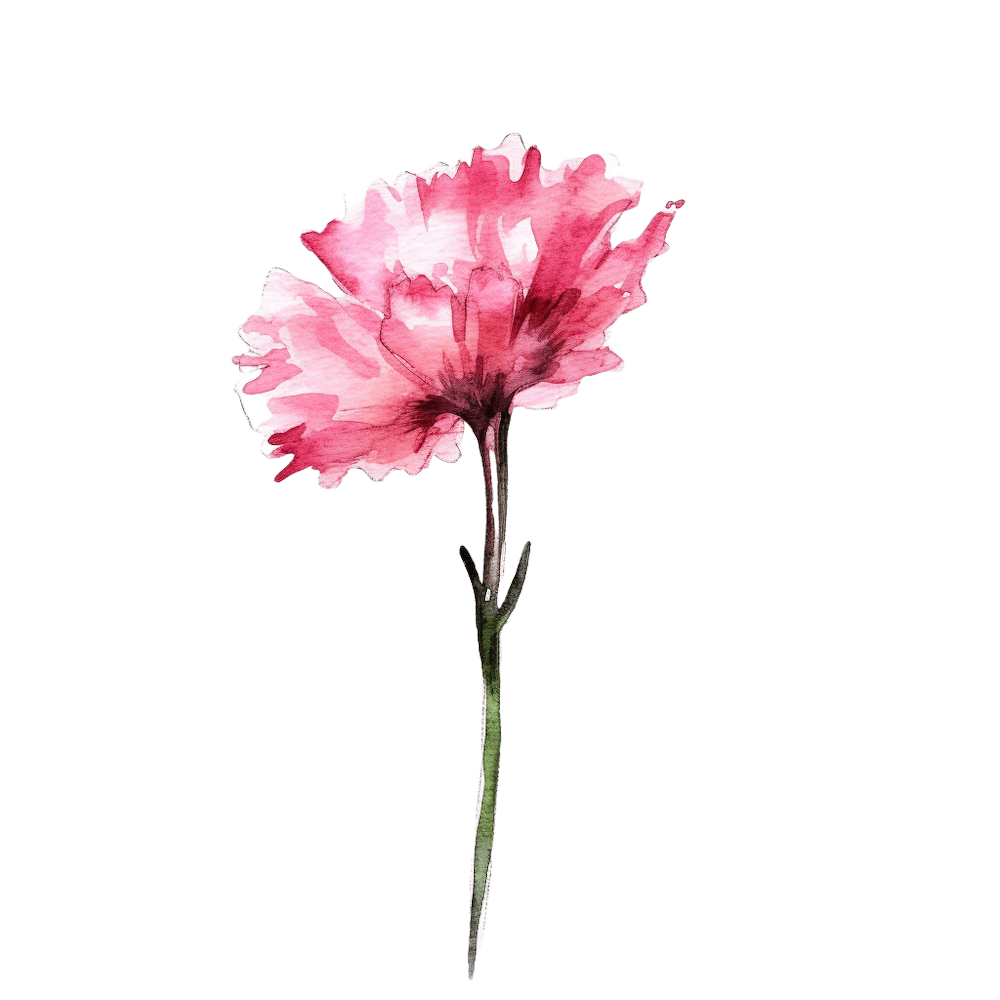 Œillet