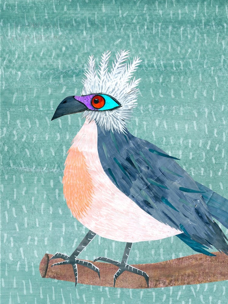Coua Huppé