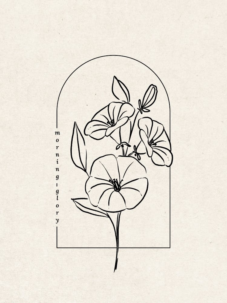Morning Glory