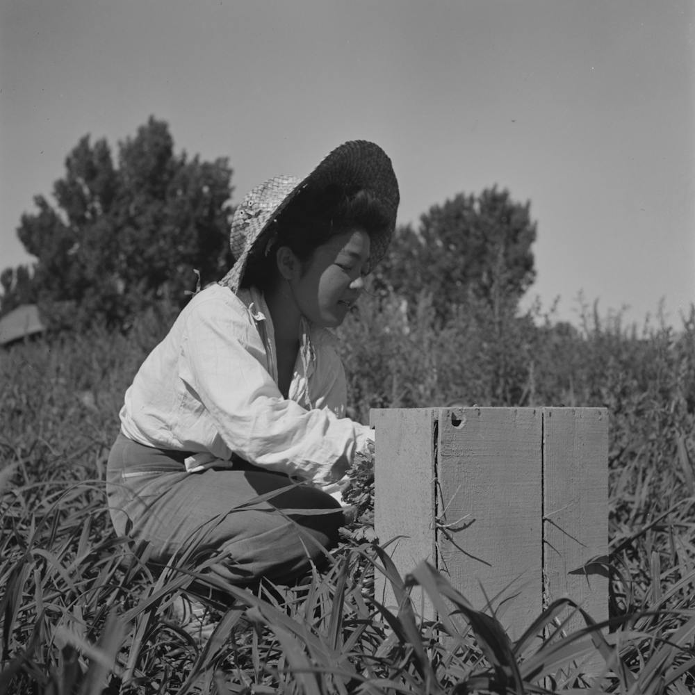 Untitled Photo, Possibly Related To Nyssa, Oregon, Fsa (Farm Security Administration) Mobile Camp, Japanes