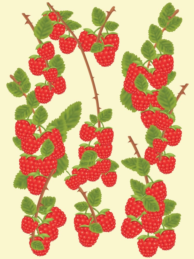 Reife Himbeeren