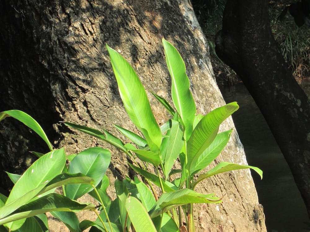 Leaves