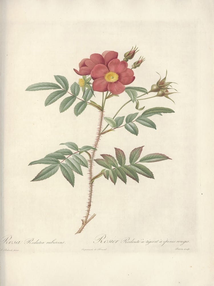 Rose Illustration, Pierre Joseph Redoute, Pierre Joseph Redoute (124)