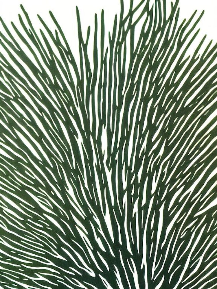 Acropora Pulchra Ii Linocut