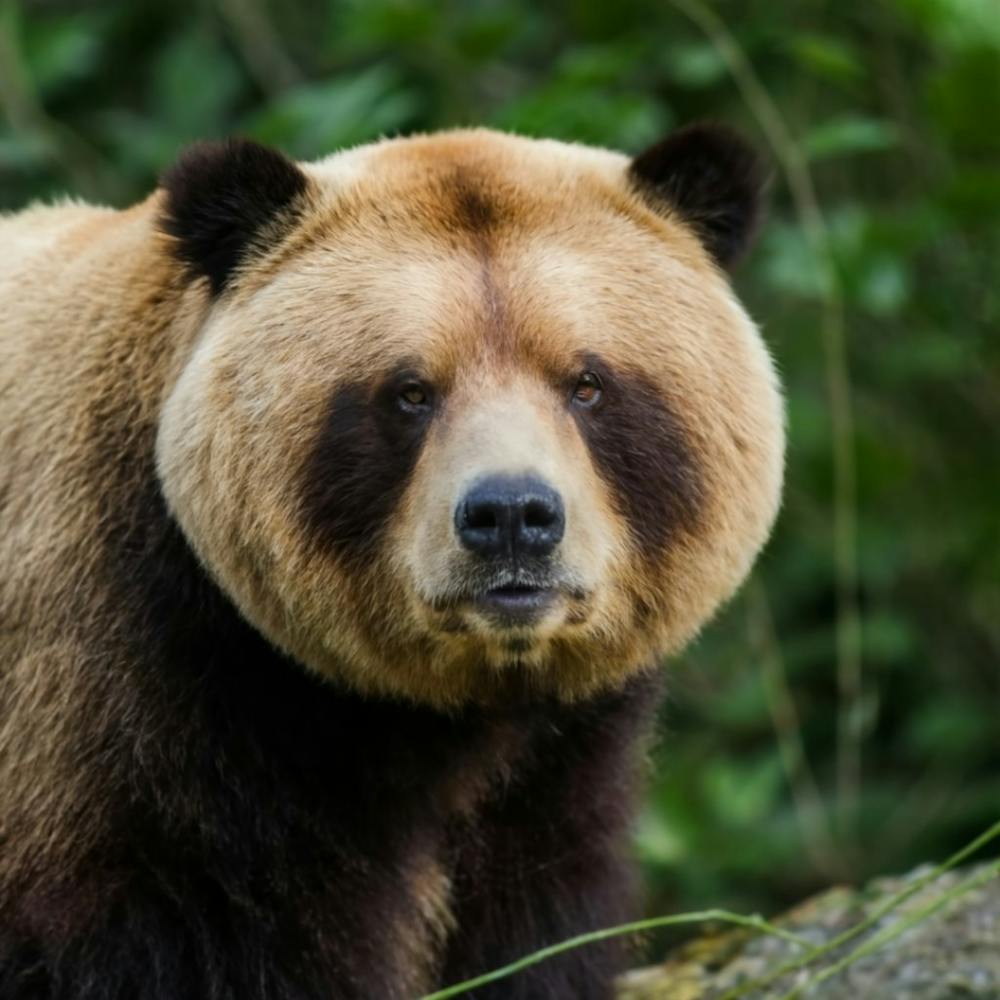 Brown Bear