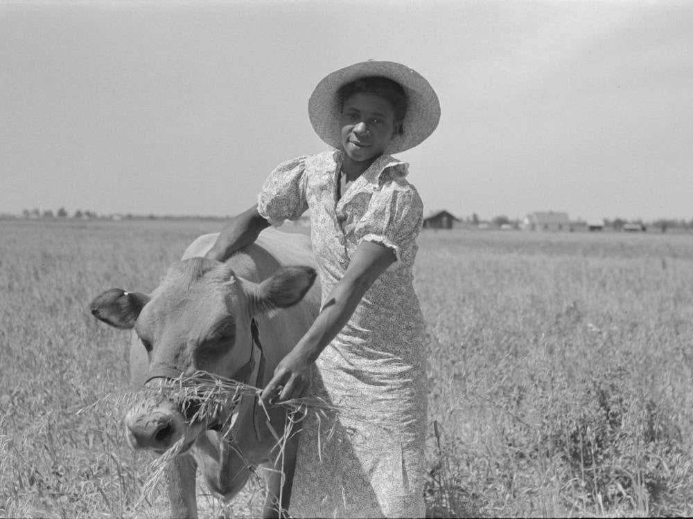 Fsa (Farm Security Administration) Client S Wife With Cow, Southeast Missouri Farms By Russell Lee