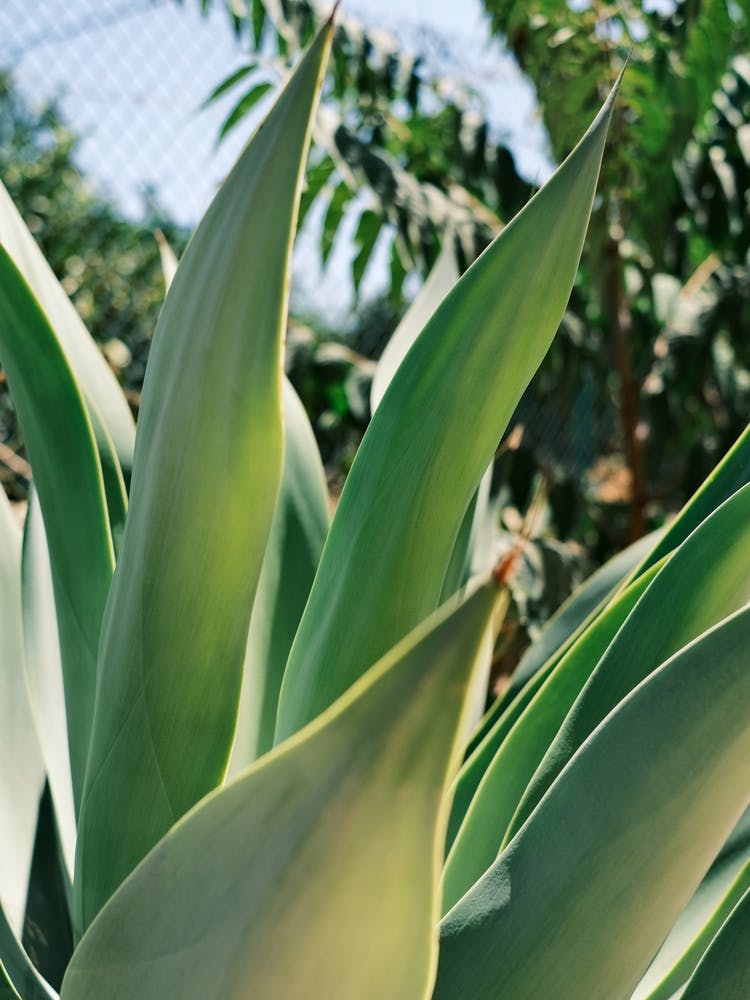 Green Agave plant // Ibiza Nature & Travel Photography
