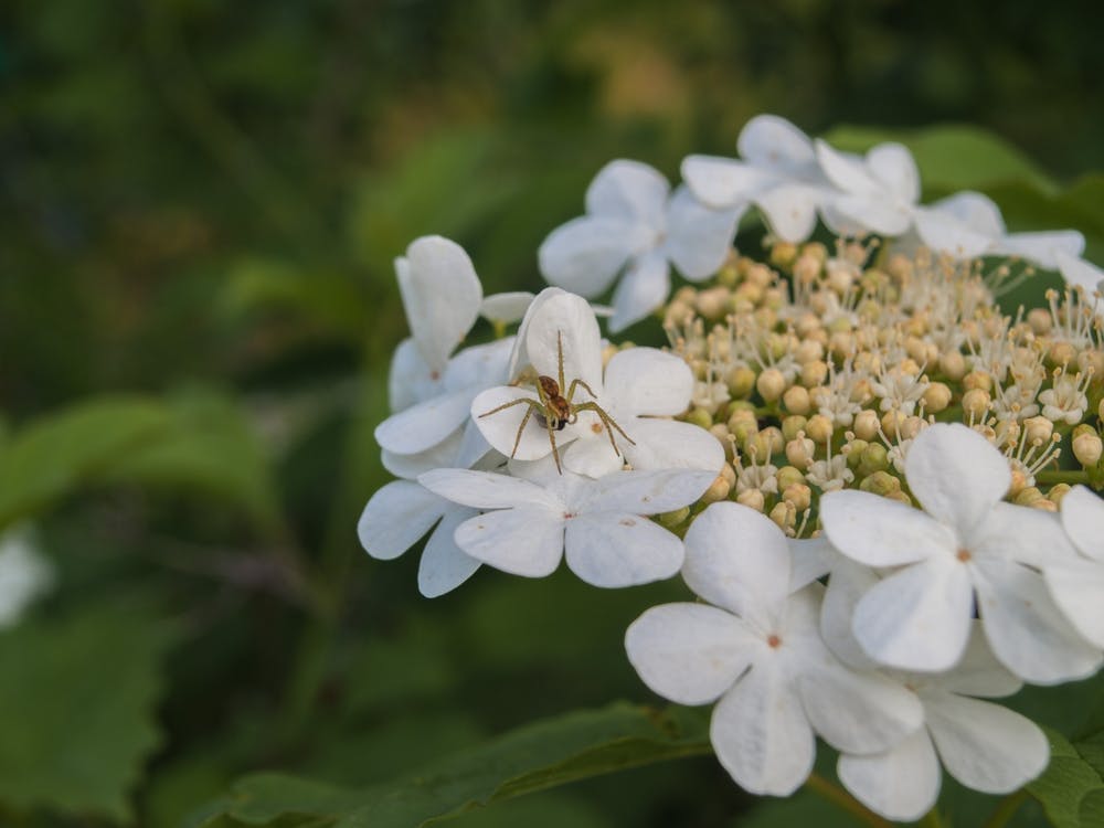 Hydrangea Flower