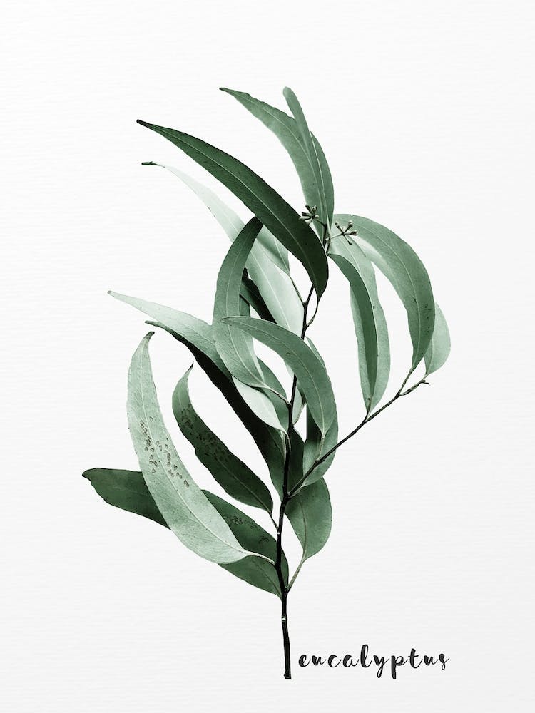 Eucalyptus Australian Gum Tree