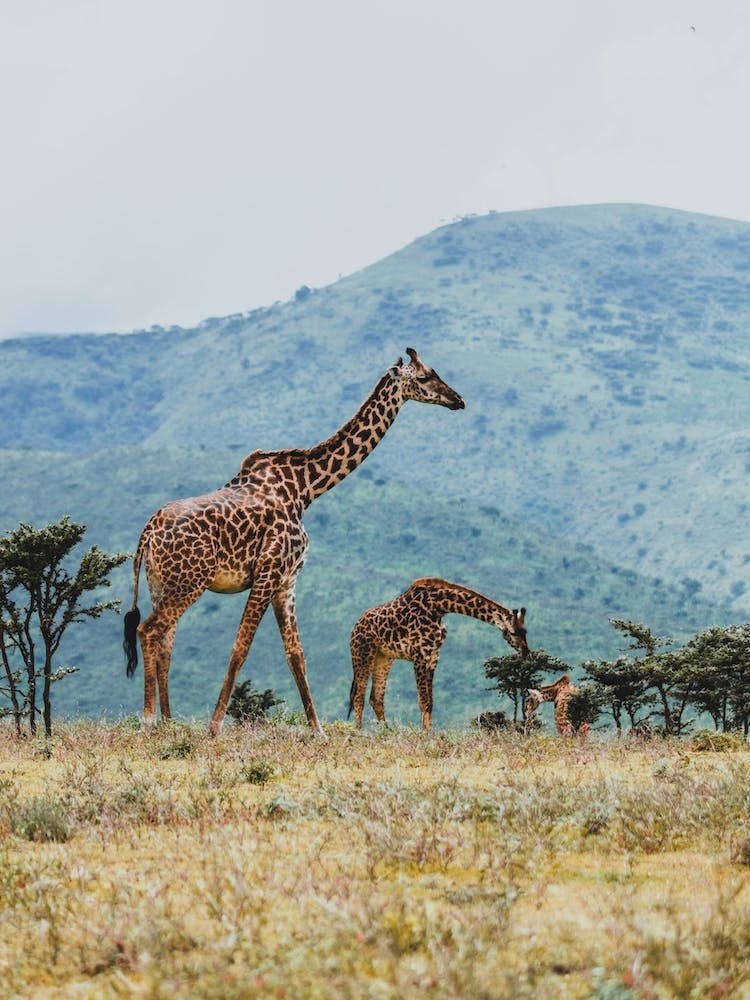 Tanzania VI