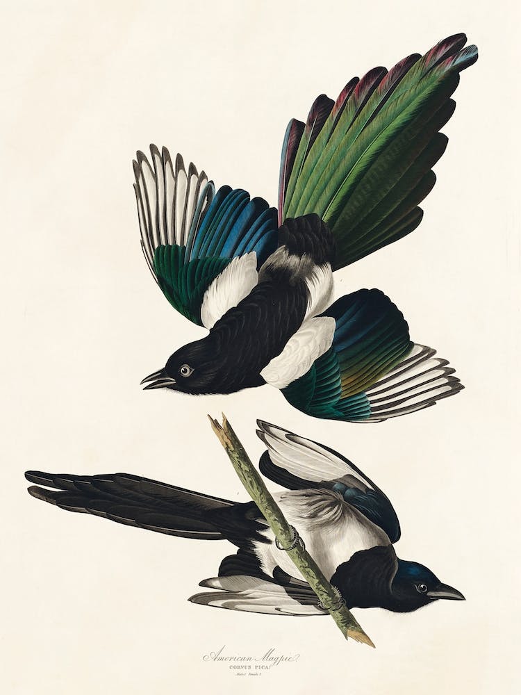 American Magpie 1, Birds Of America, John James Audubon
