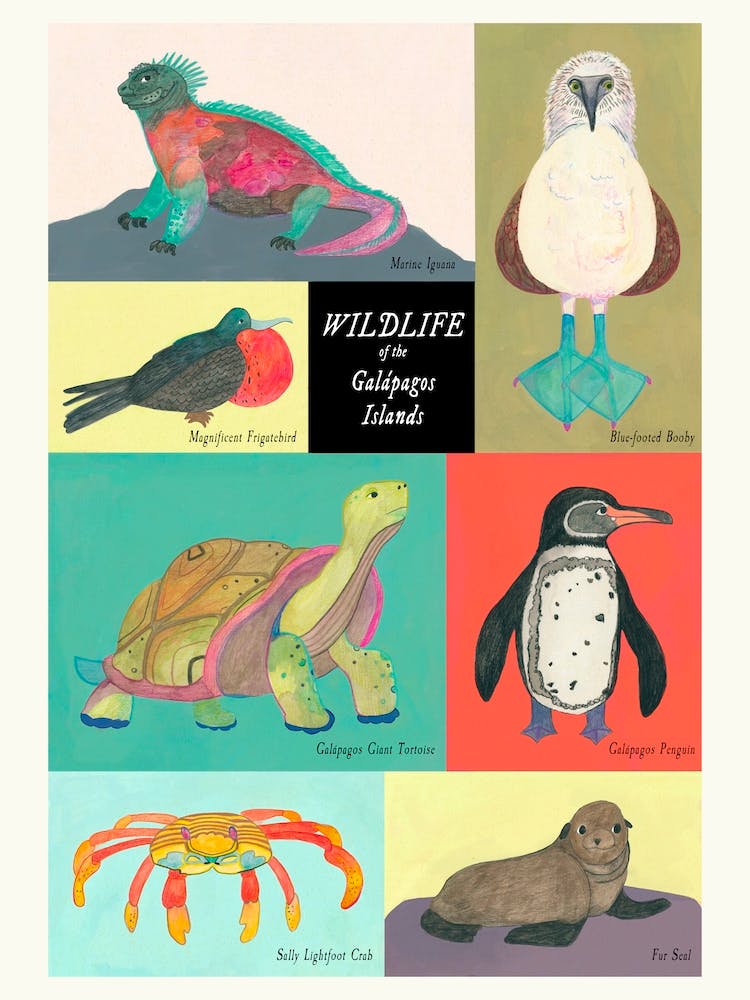 Galapagos Animals