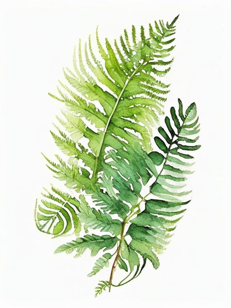 Pteris Fern Watercolour