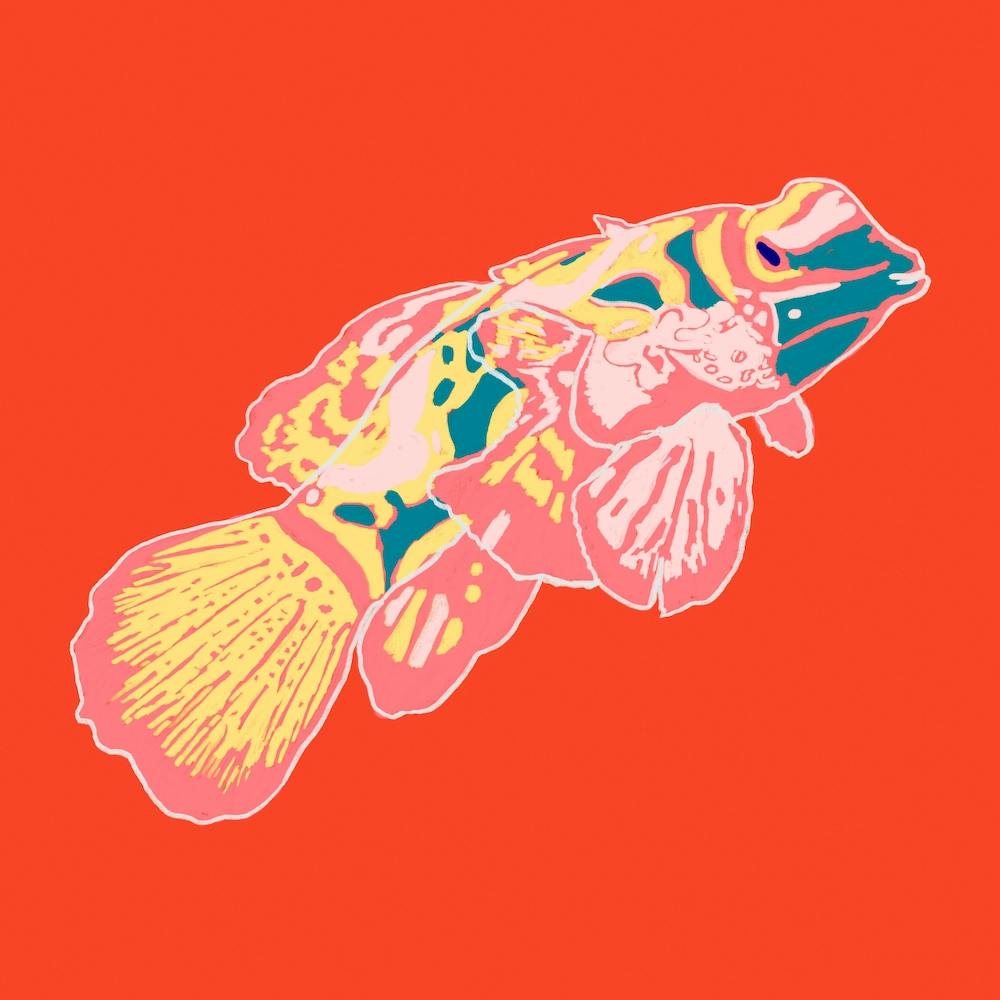 Fish Of Colours Square